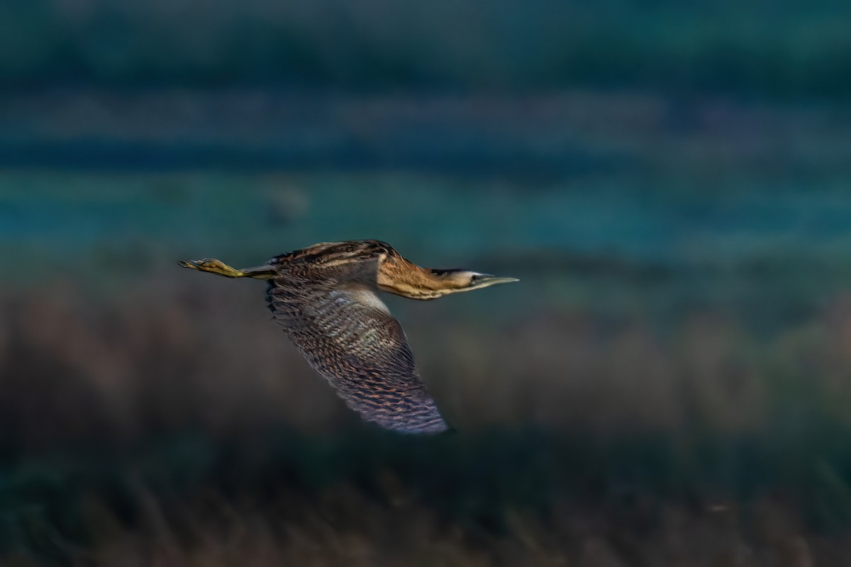 Great Bittern - ML615295843