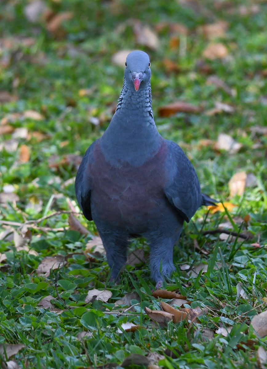 Trocaz Pigeon - Viorel-Ilie ARGHIUS