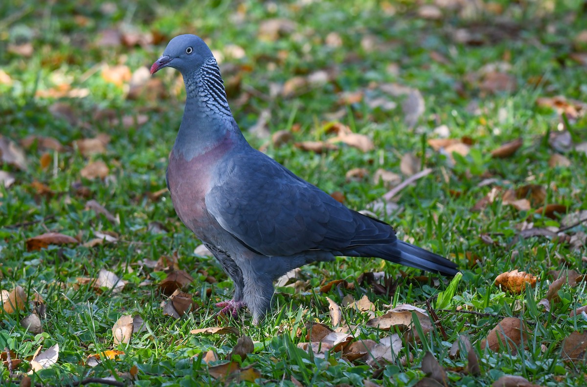 Trocaz Pigeon - Viorel-Ilie ARGHIUS