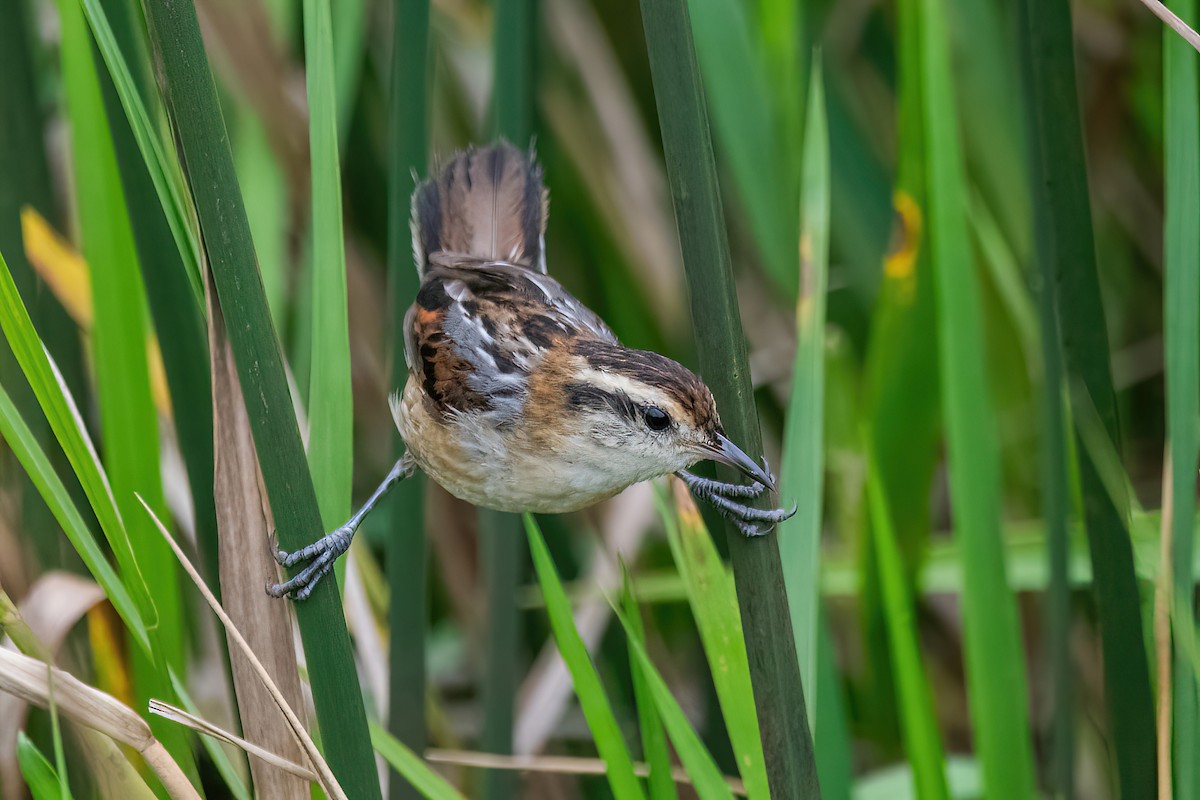 Wren-like Rushbird - Raphael Kurz -  Aves do Sul