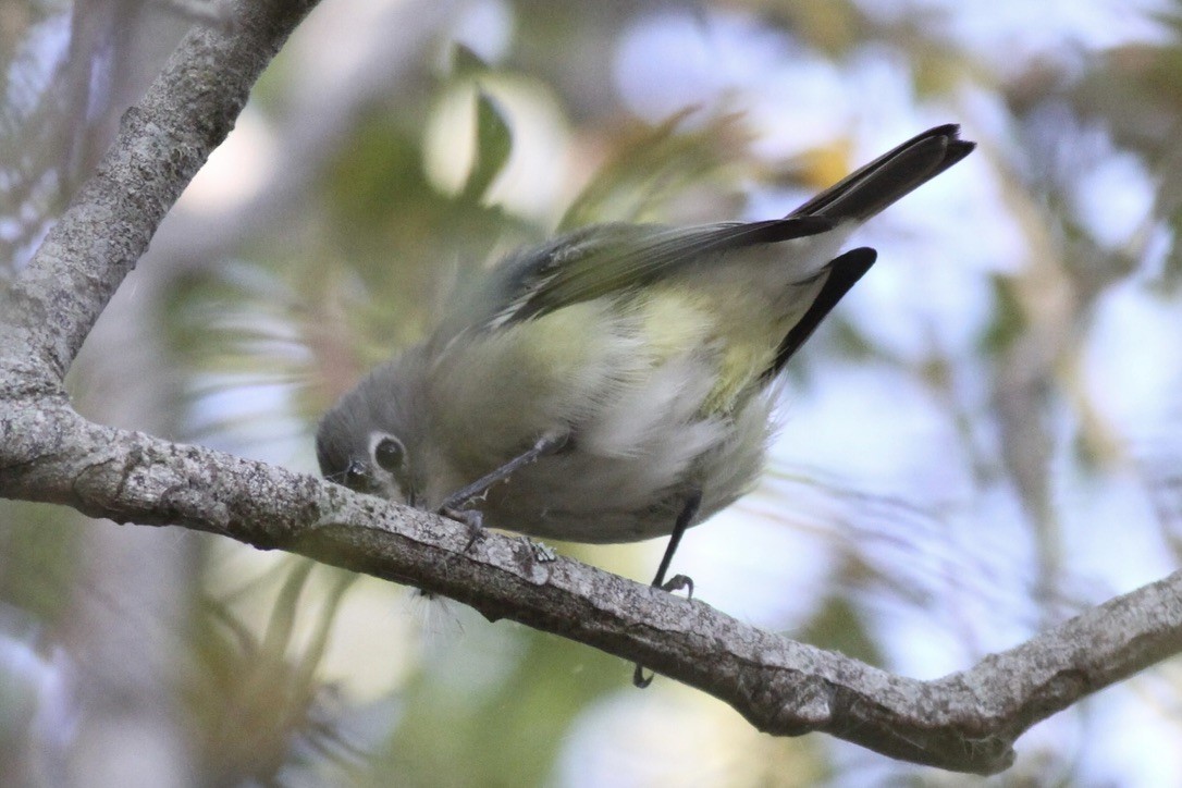 Cassin's Vireo - ML615295939