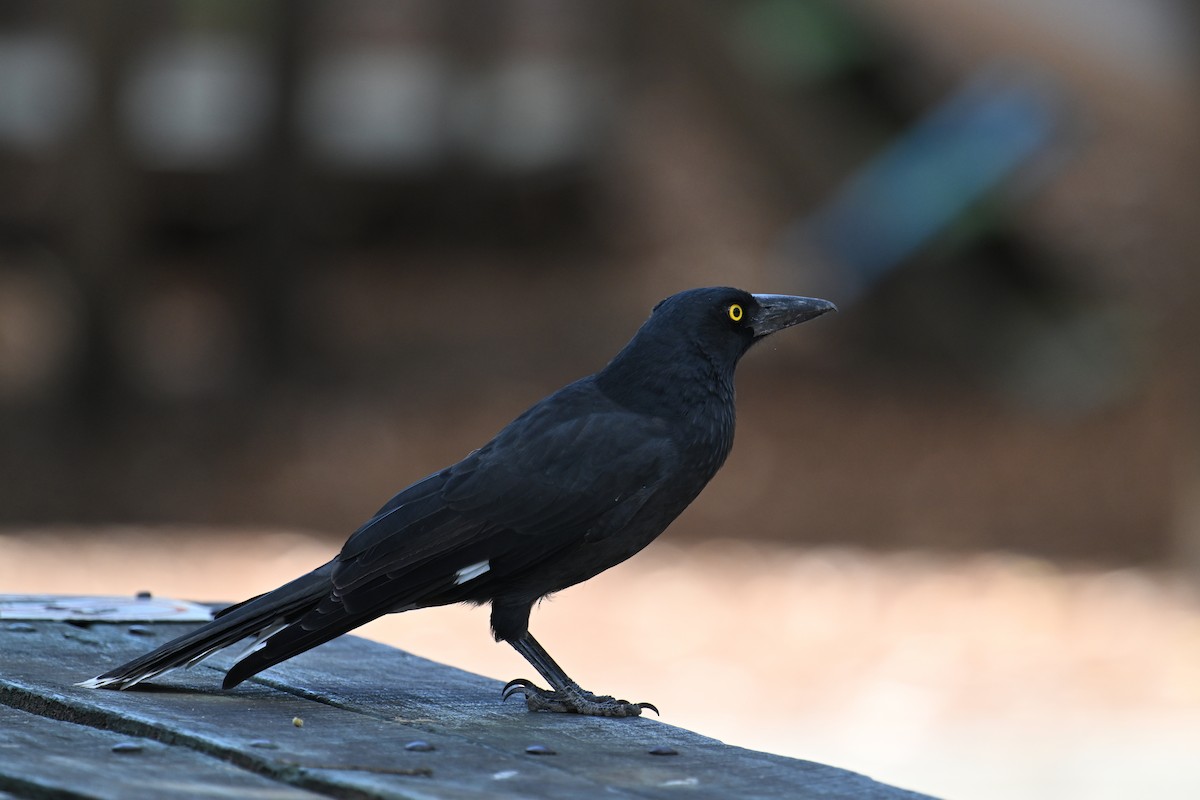 Pied Currawong - ML615295942