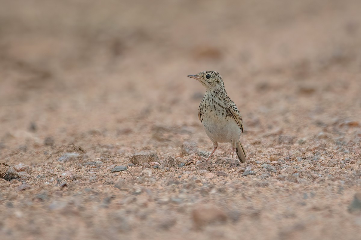 Short-billed Pipit - ML615295948