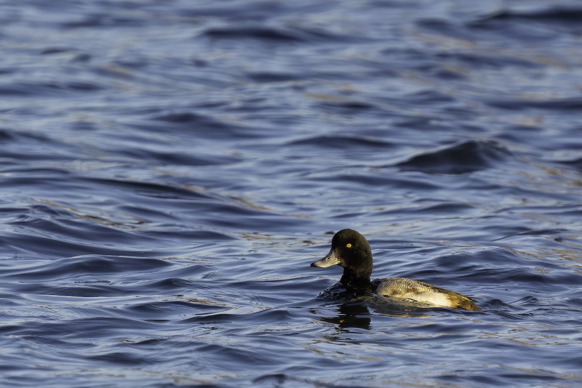 Greater Scaup - ML615295949