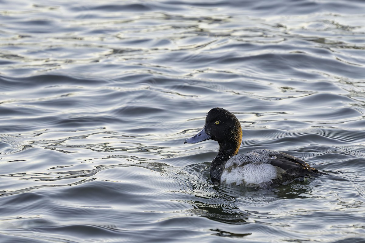 Greater Scaup - ML615295950