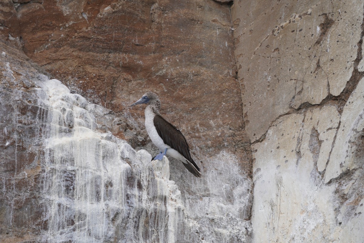 Blue-footed Booby - ML615295951