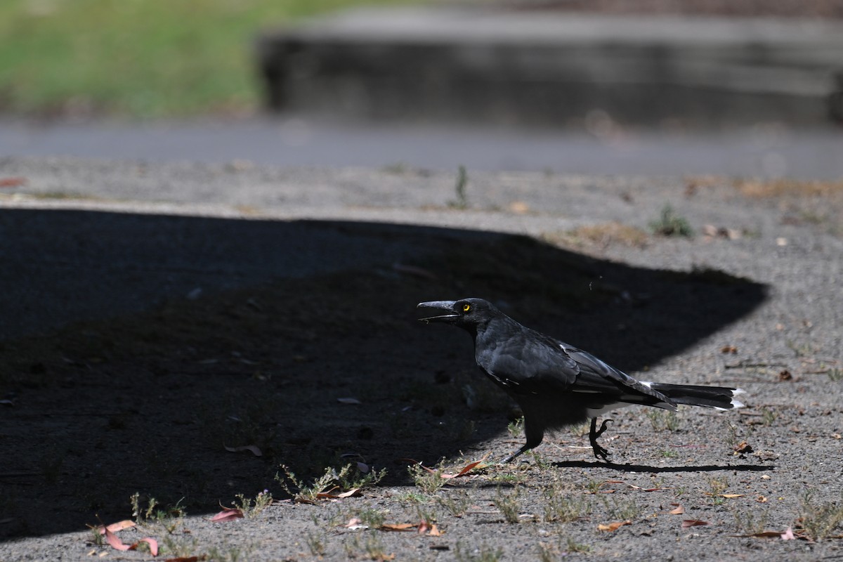 Pied Currawong - ML615295954