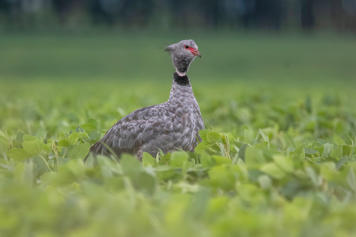 Southern Screamer - ML615295955