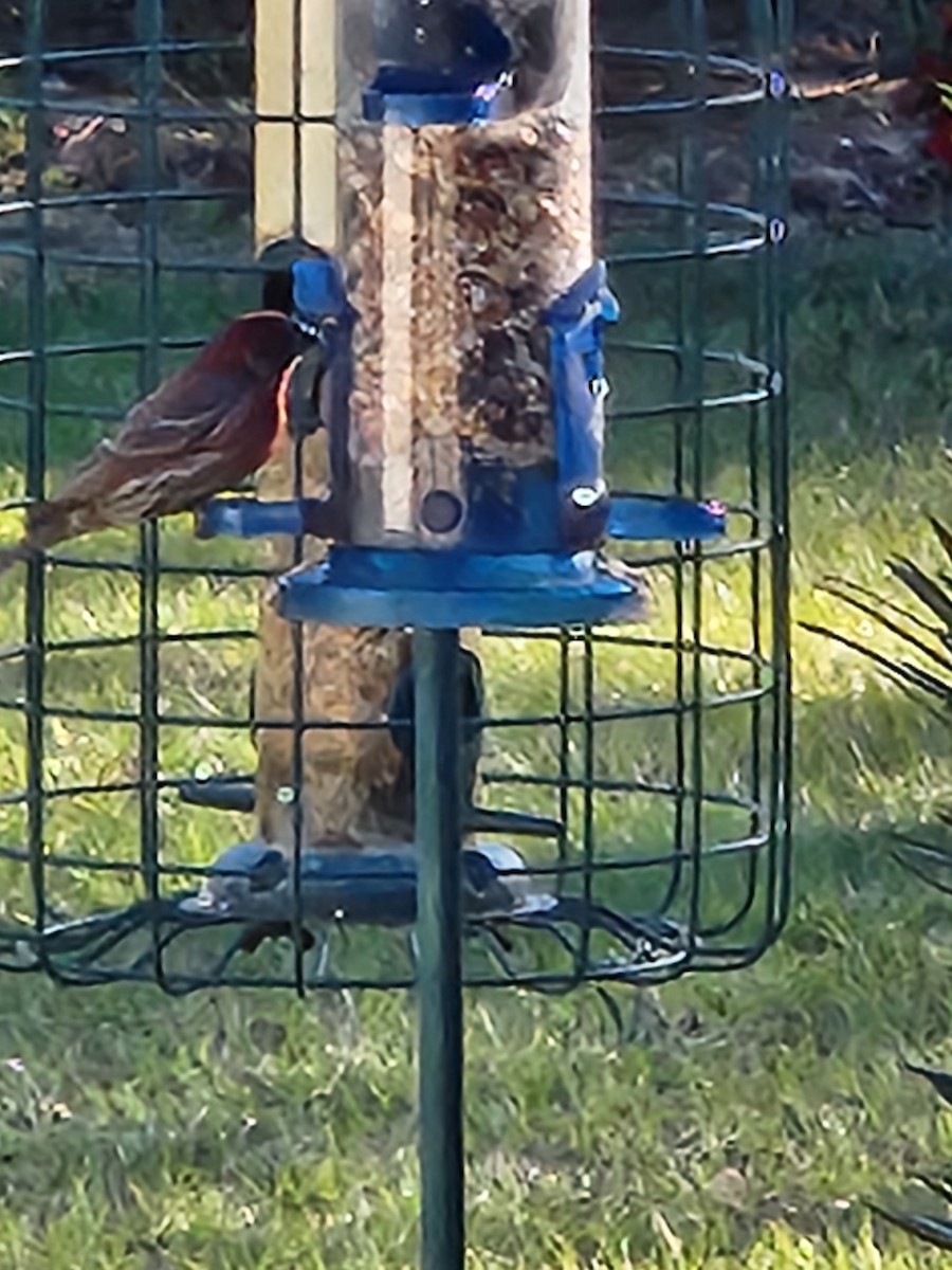 House Finch - ML615295960