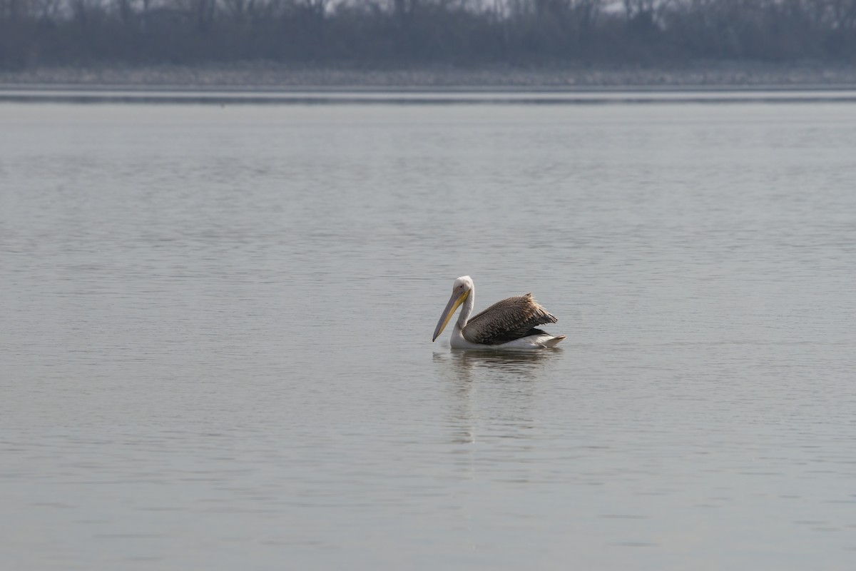 Great White Pelican - ML615295968