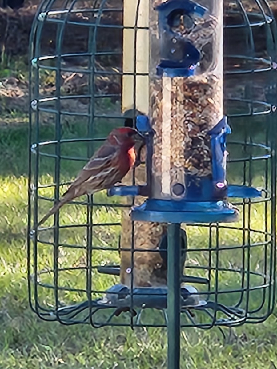 House Finch - ML615295969
