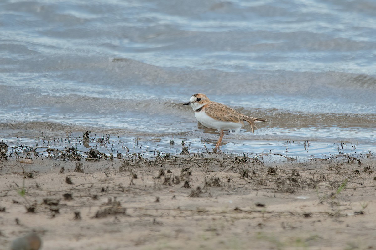 Collared Plover - ML615295970