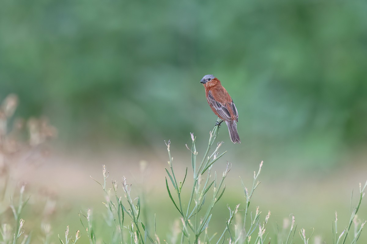 Chestnut Seedeater - ML615295971