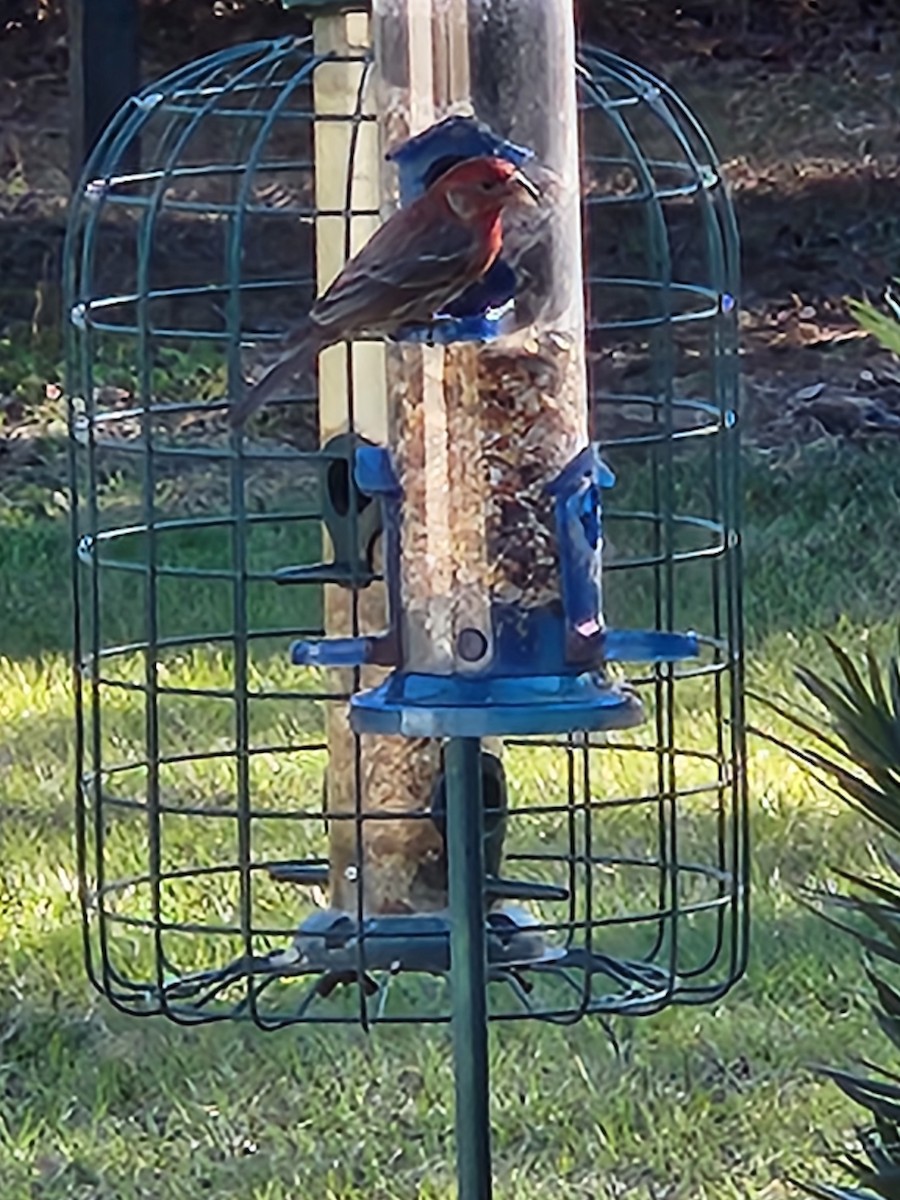 House Finch - ML615295991