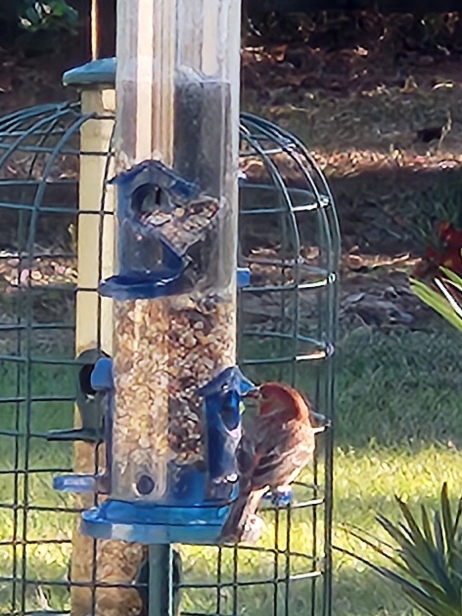 House Finch - ML615296006