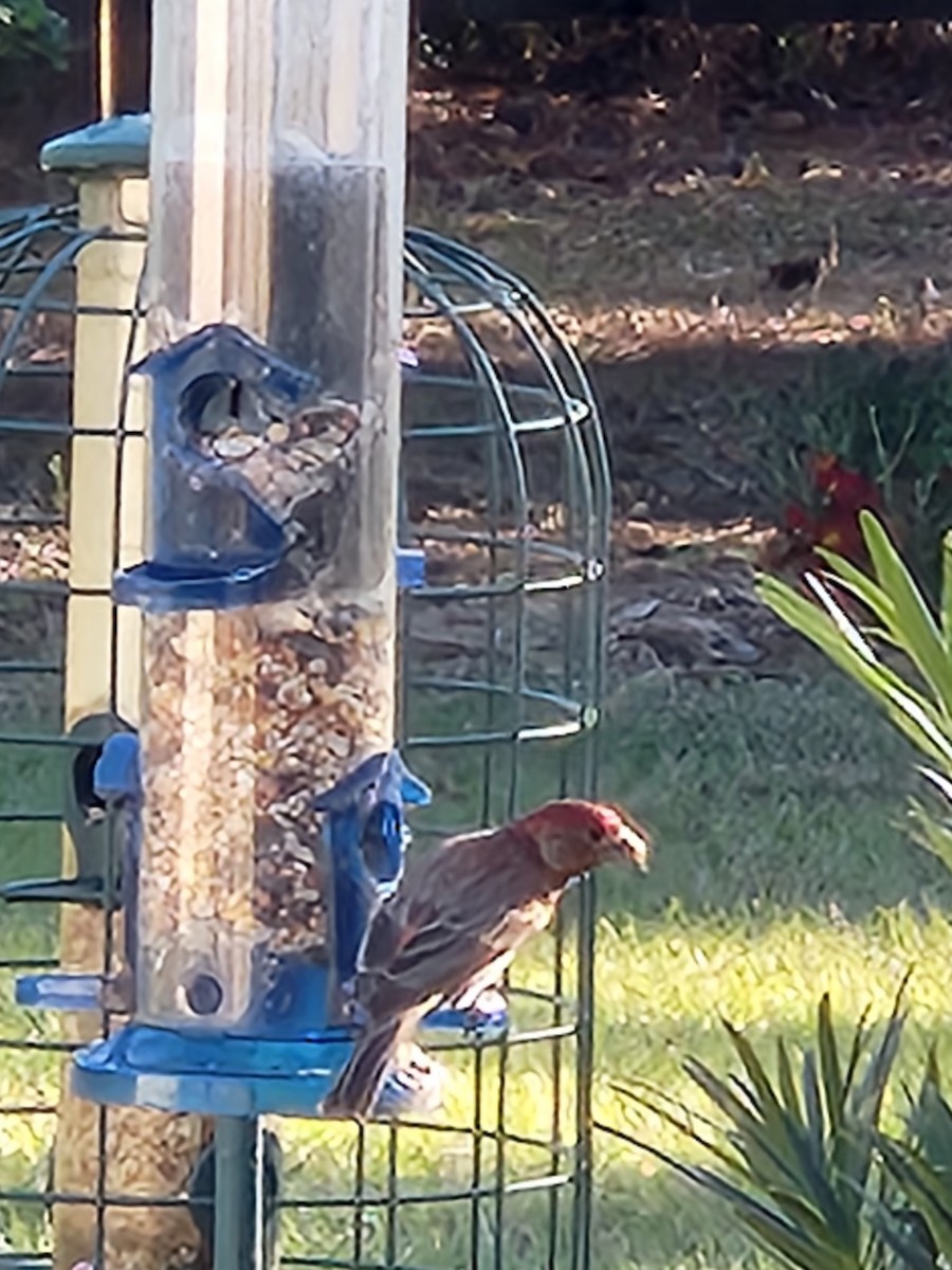 House Finch - ML615296022