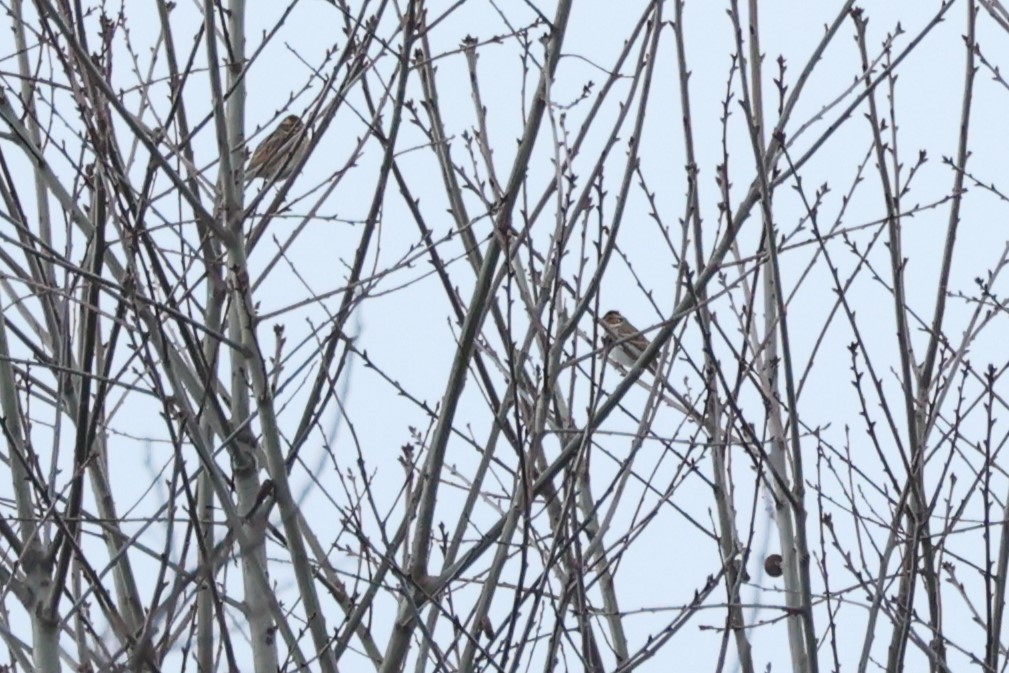 Little Bunting - Ottavio Janni