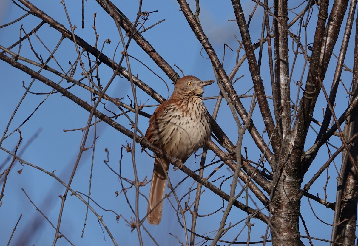 Brown Thrasher - Mark Goodwin