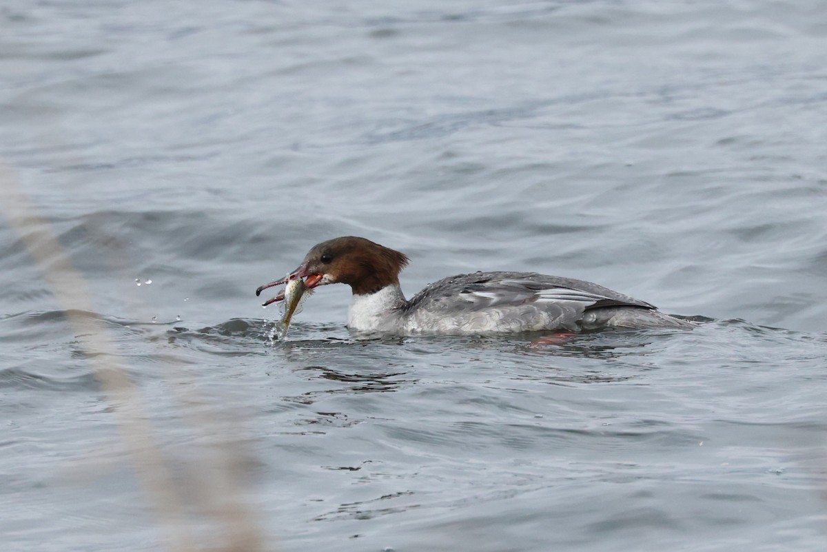 Common Merganser - ML615296073