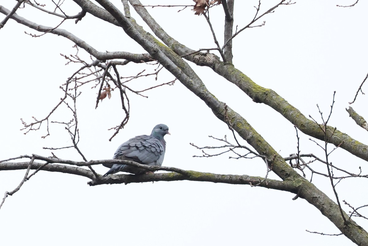 Stock Dove - ML615296080