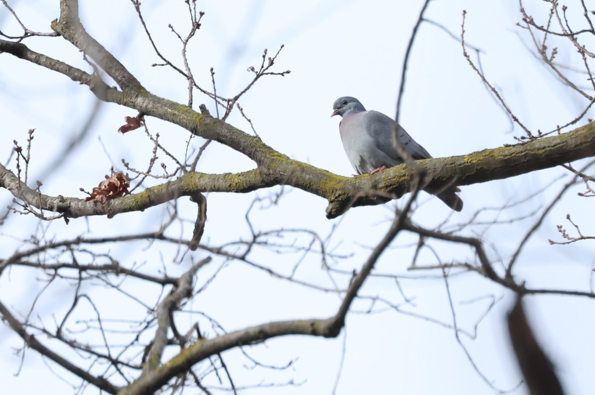 Stock Dove - ML615296085