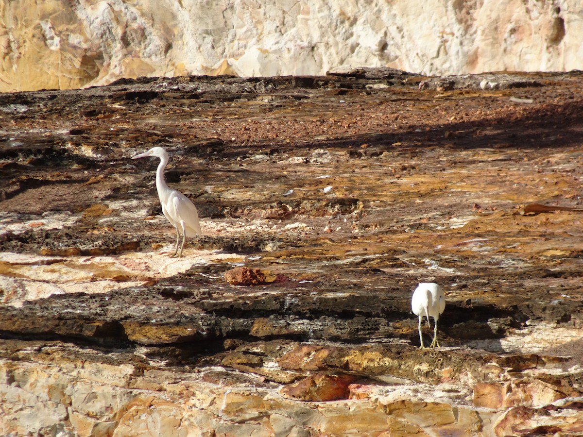 Pacific Reef-Heron - ML615296110