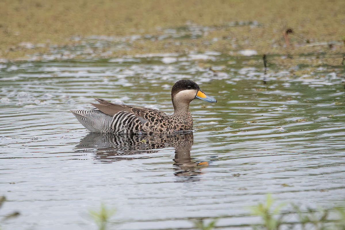 Silver Teal - ML615296114