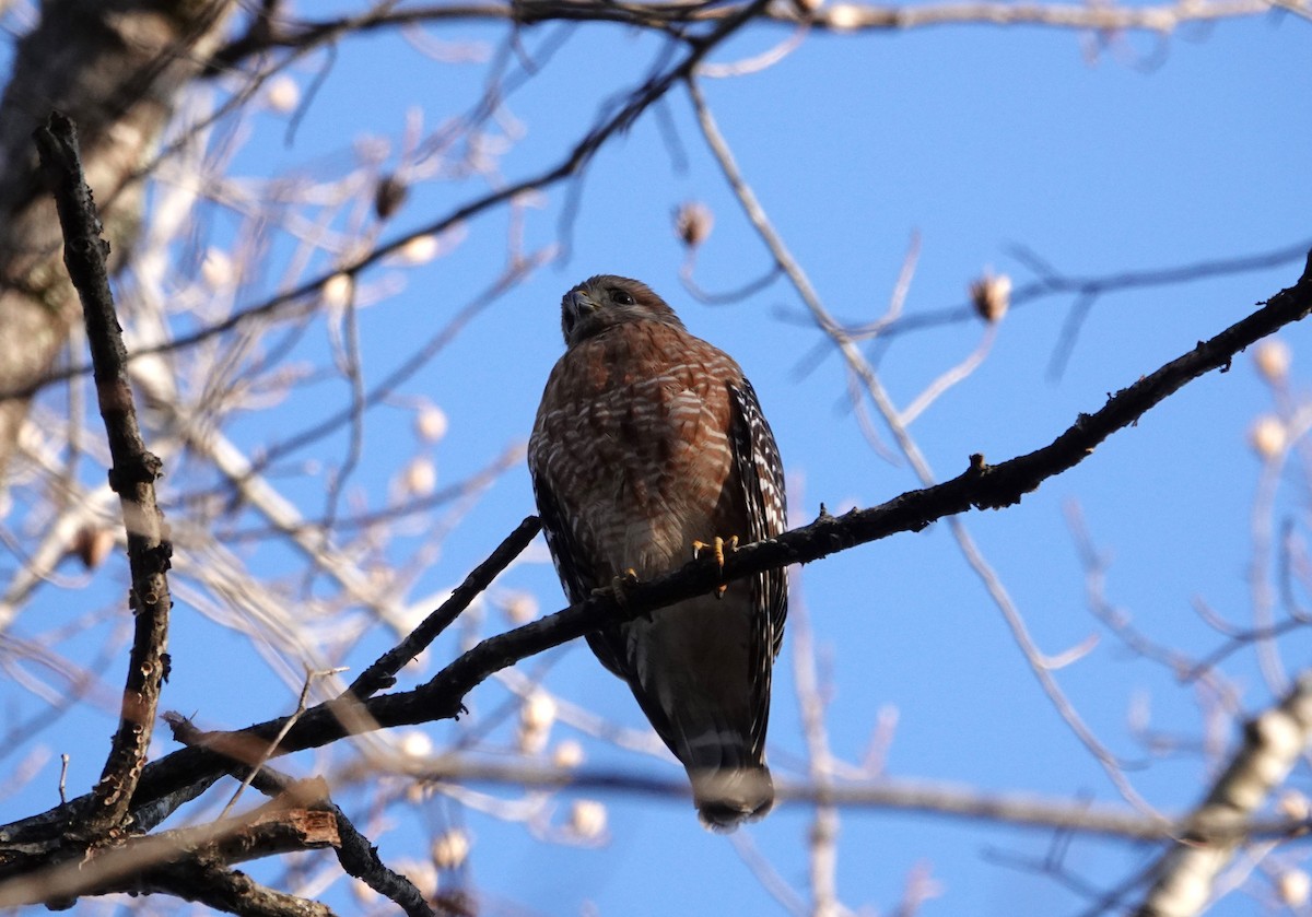 Red-shouldered Hawk - ML615296161