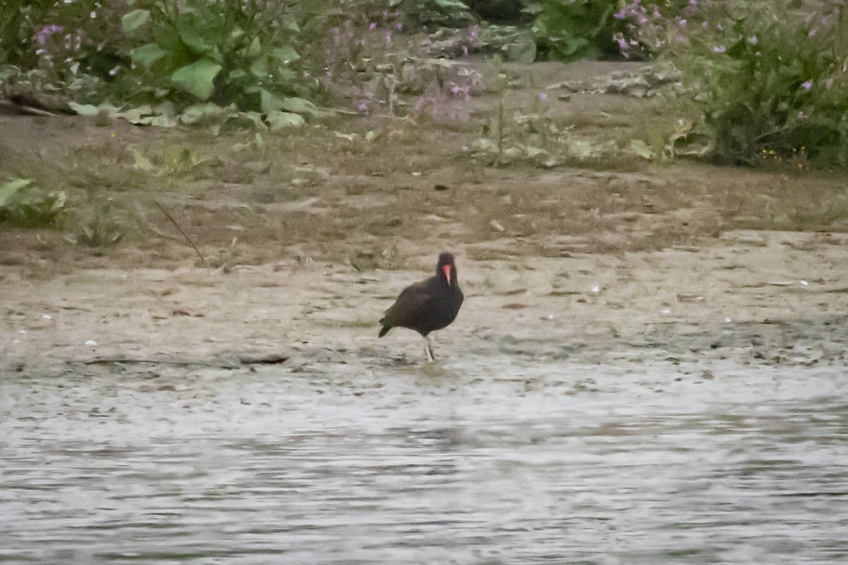 Blackish Oystercatcher - ML615296246