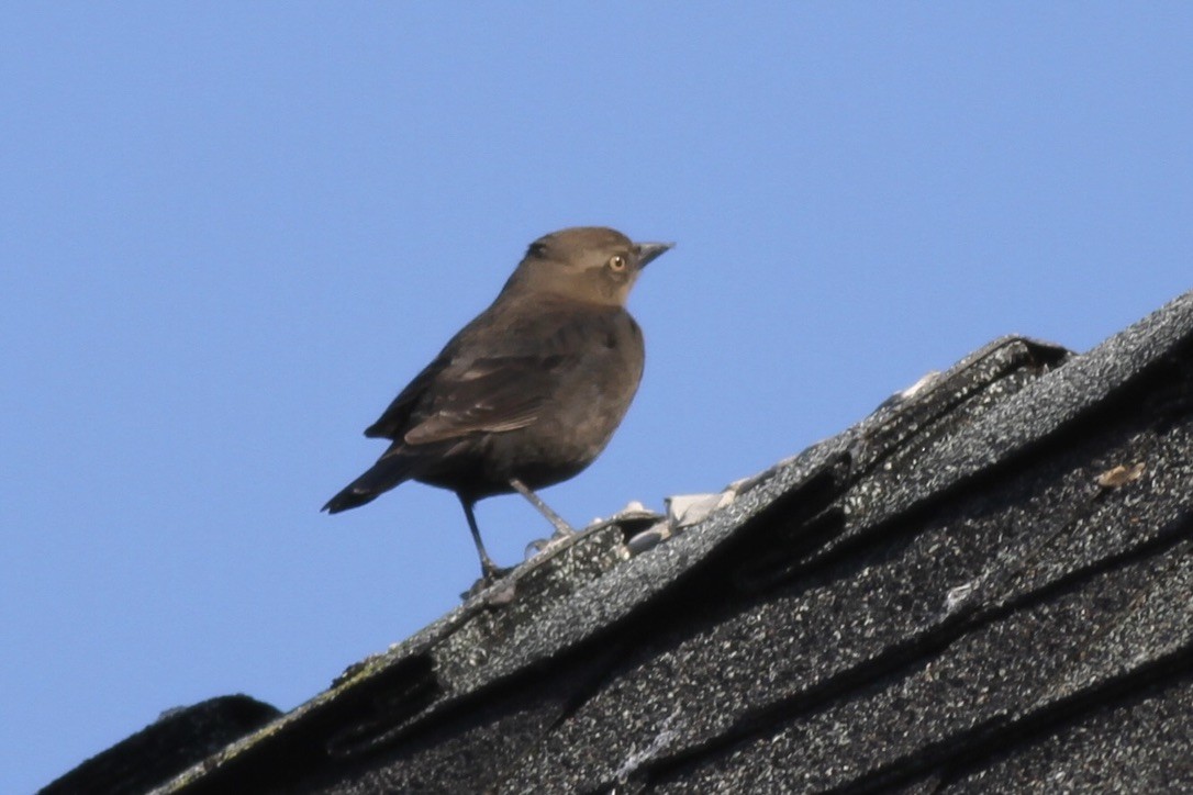 Brewer's Blackbird - ML615296302