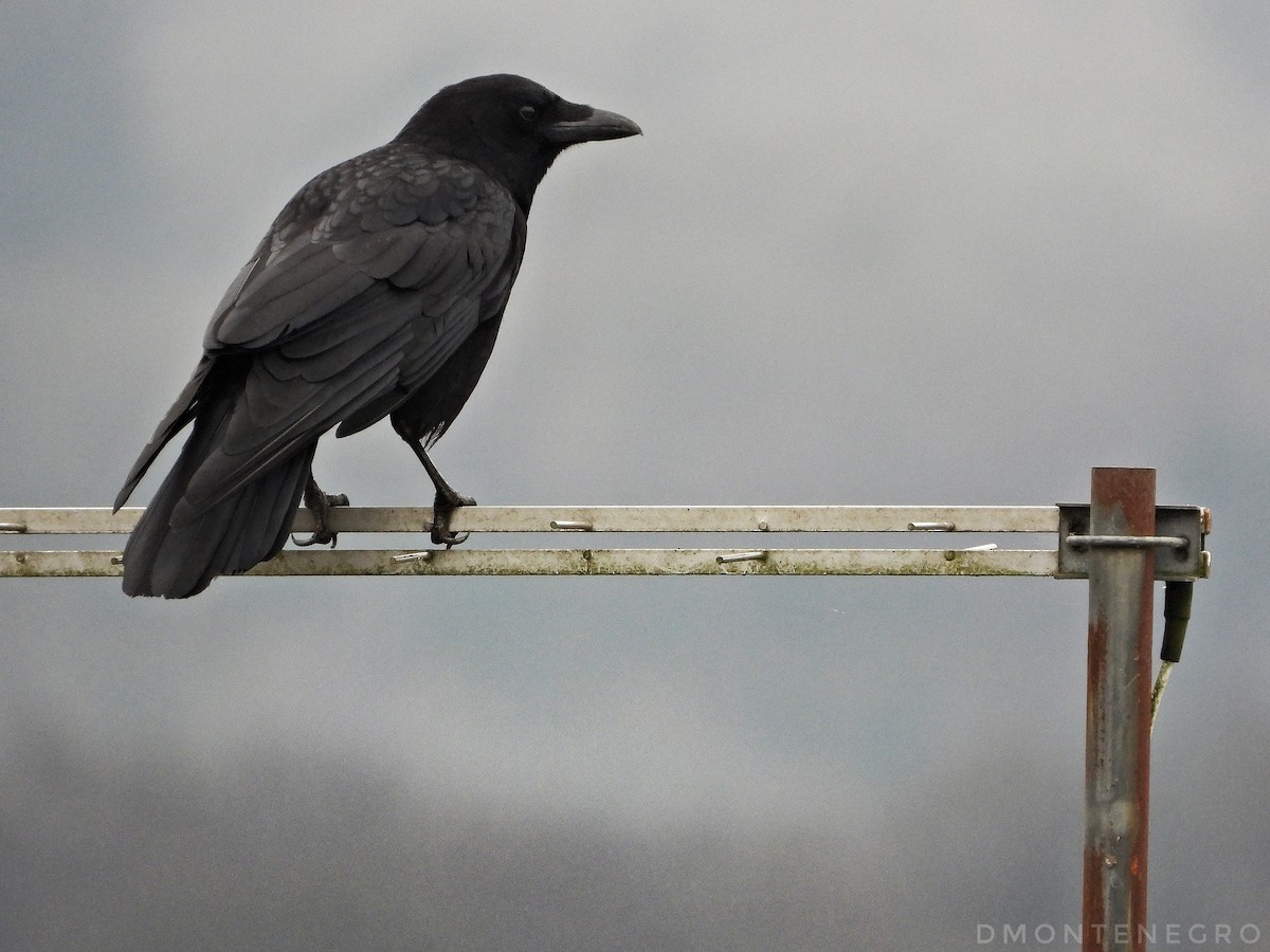 Carrion Crow - Diego Montenegro