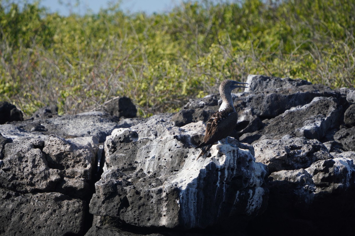 Blue-footed Booby - ML615296320