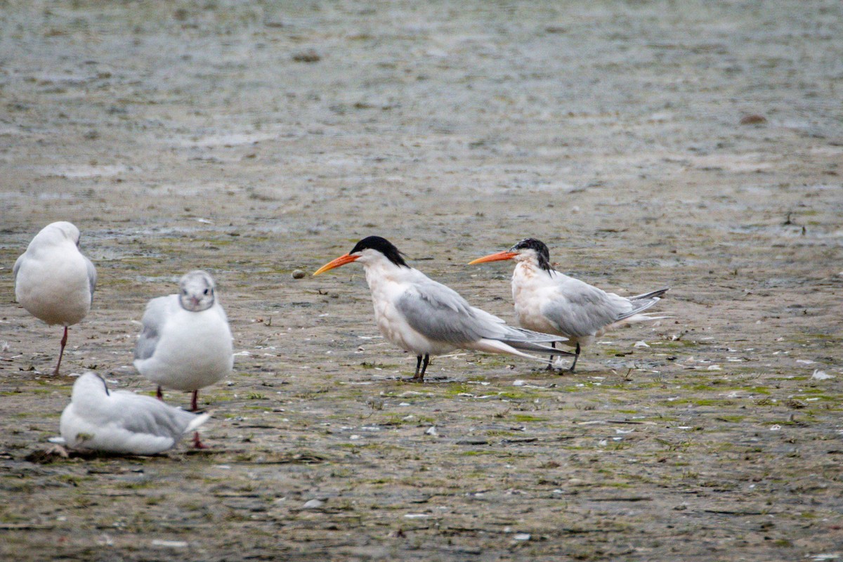 Elegant Tern - ML615296322