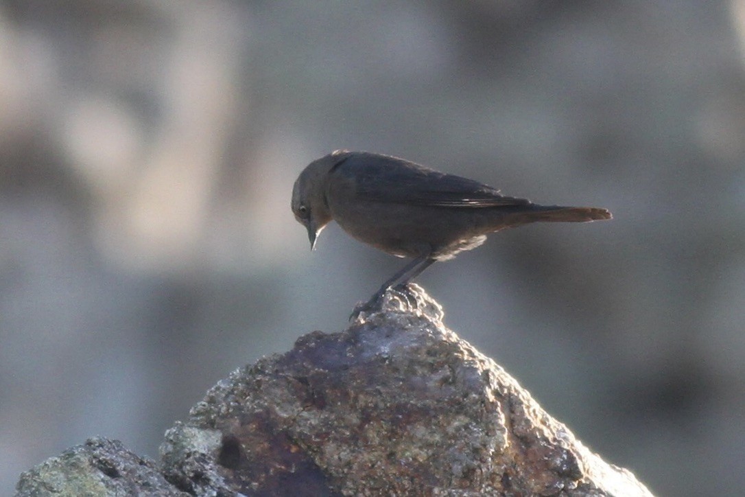 Brewer's Blackbird - ML615296328