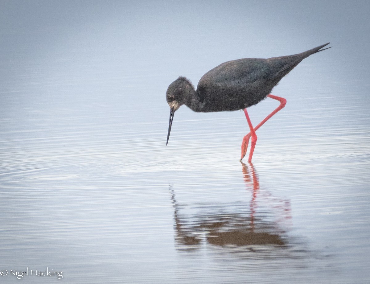 Black Stilt - ML615296342