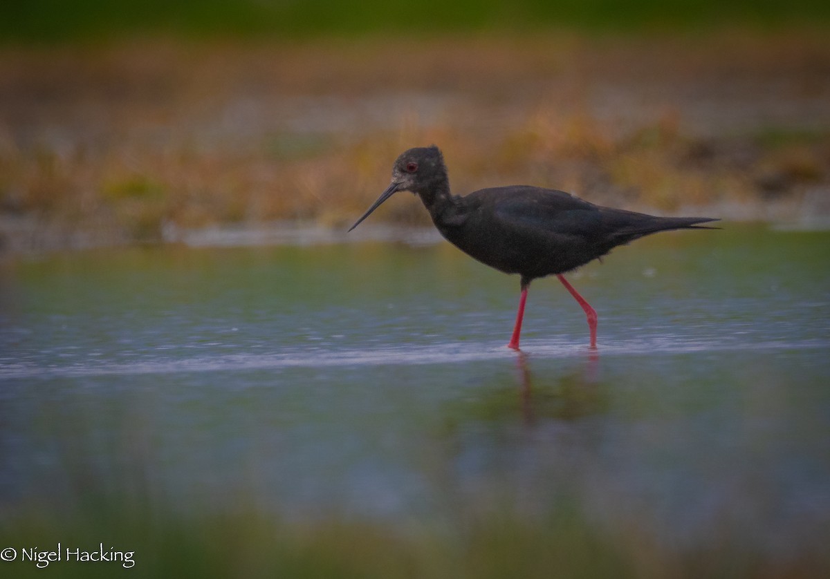 Black Stilt - ML615296344