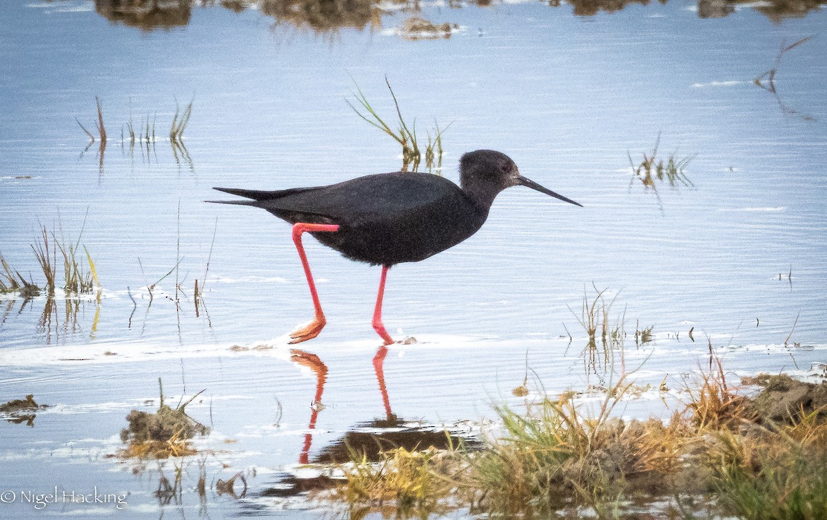 Black Stilt - ML615296346