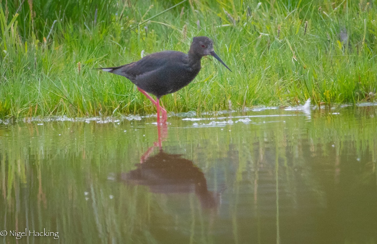 Black Stilt - ML615296347