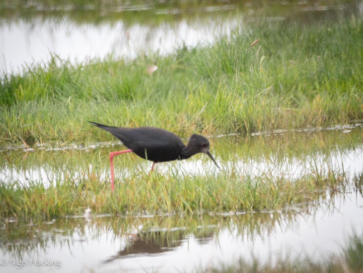 Black Stilt - ML615296353