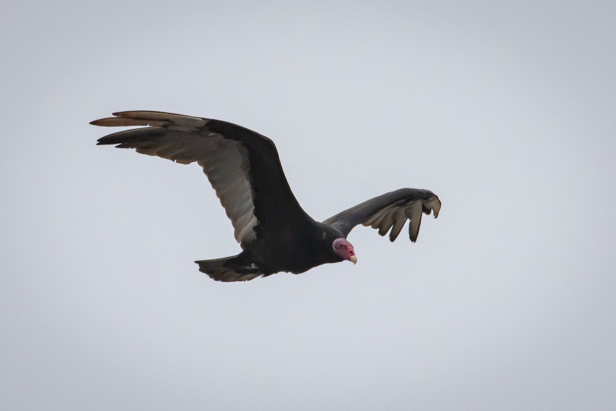 Turkey Vulture - ML615296355