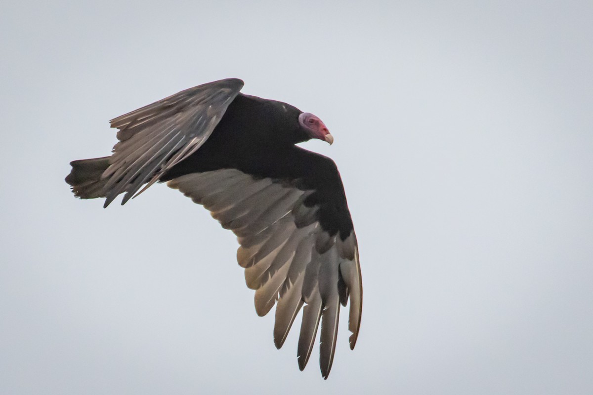 Turkey Vulture - ML615296356