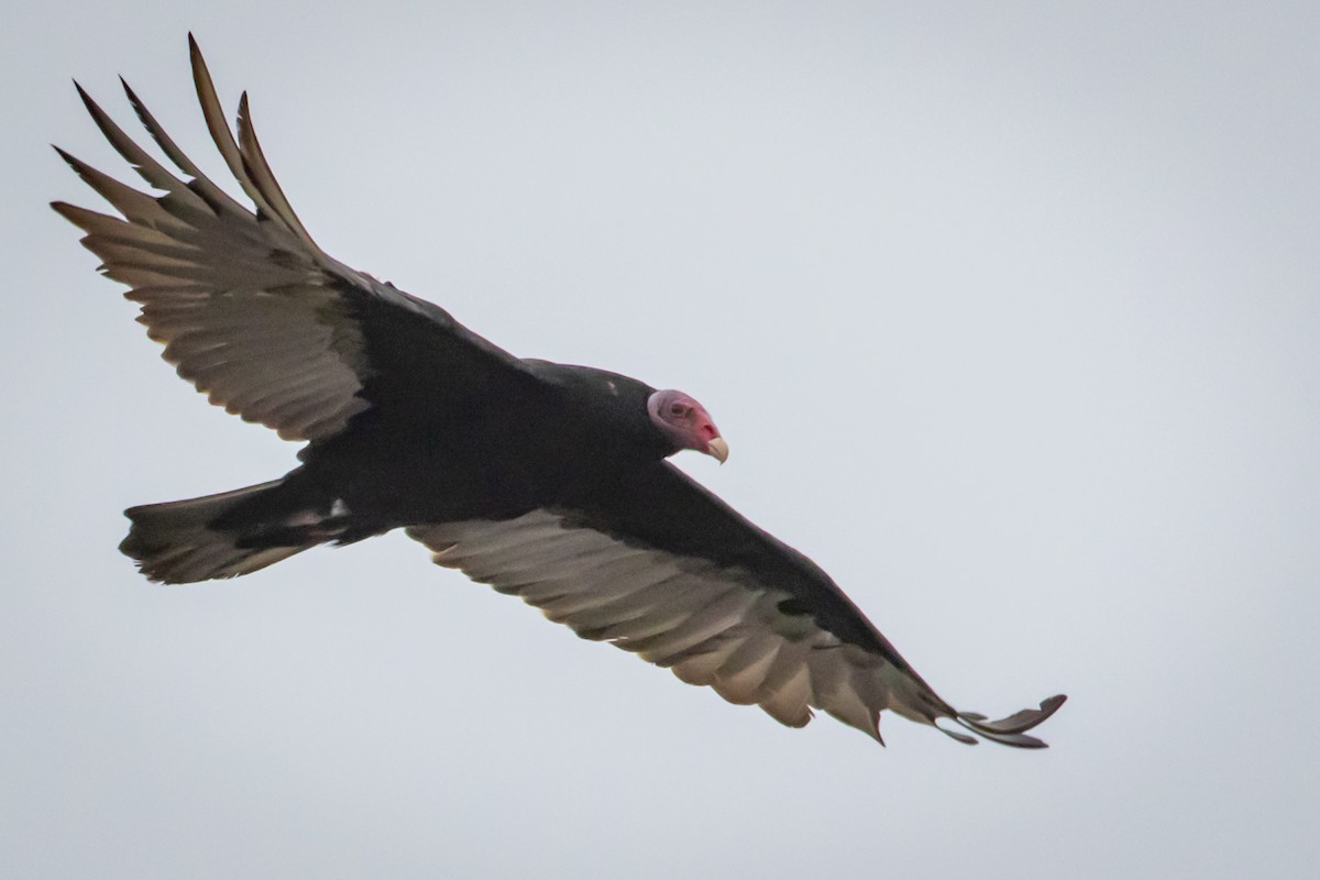 Turkey Vulture - ML615296357