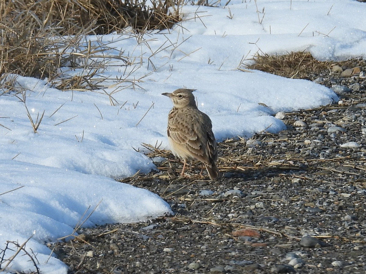 Crested Lark - ML615296409