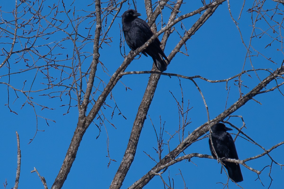 American Crow - ML615296473