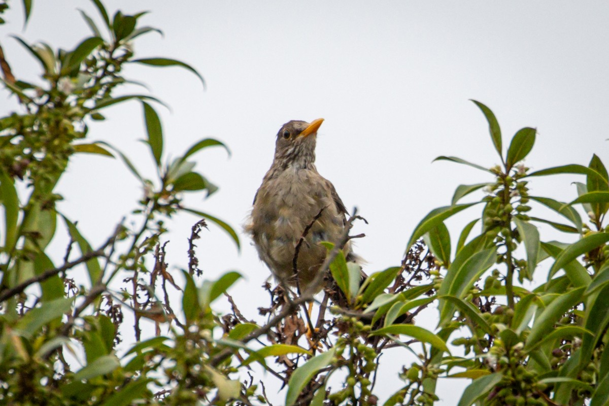 Austral Thrush - Michael Warner