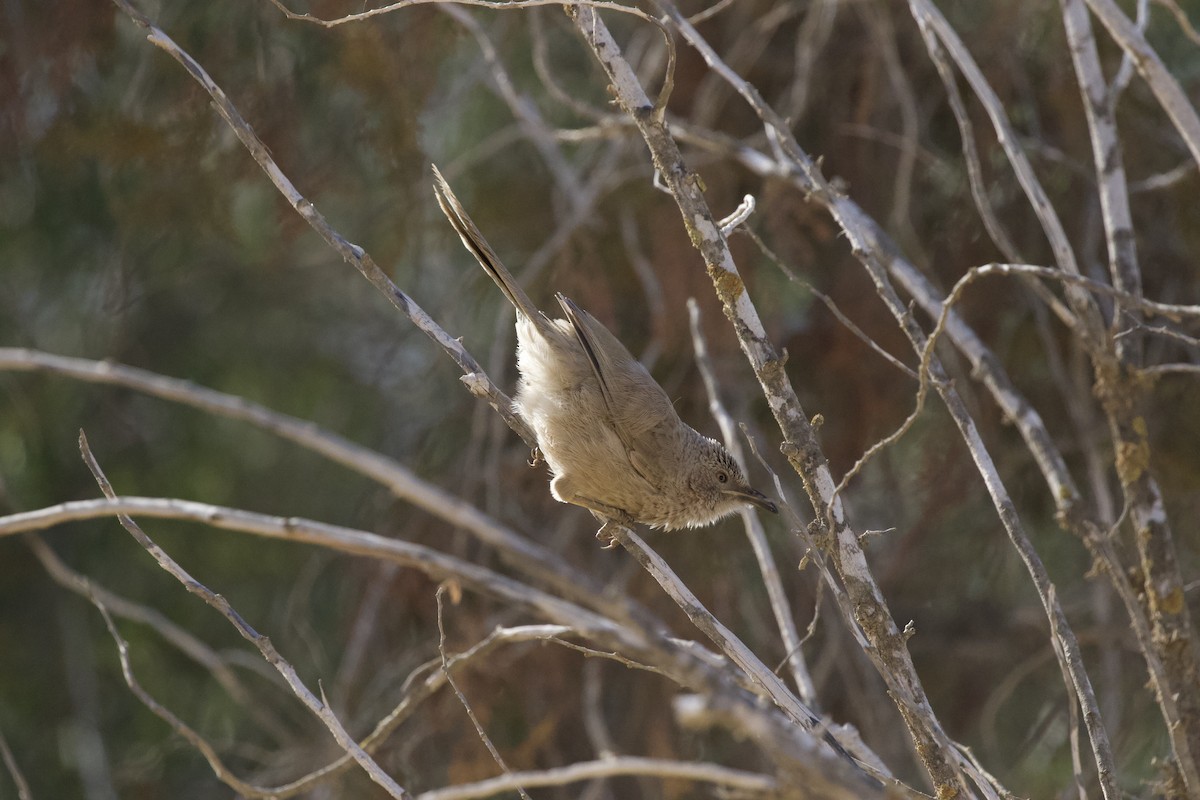 Arabian Babbler - ML615296480