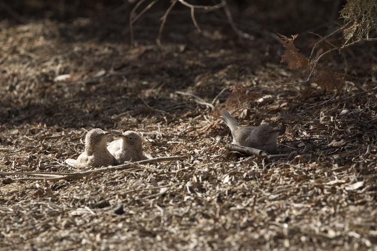 Arabian Babbler - ML615296481