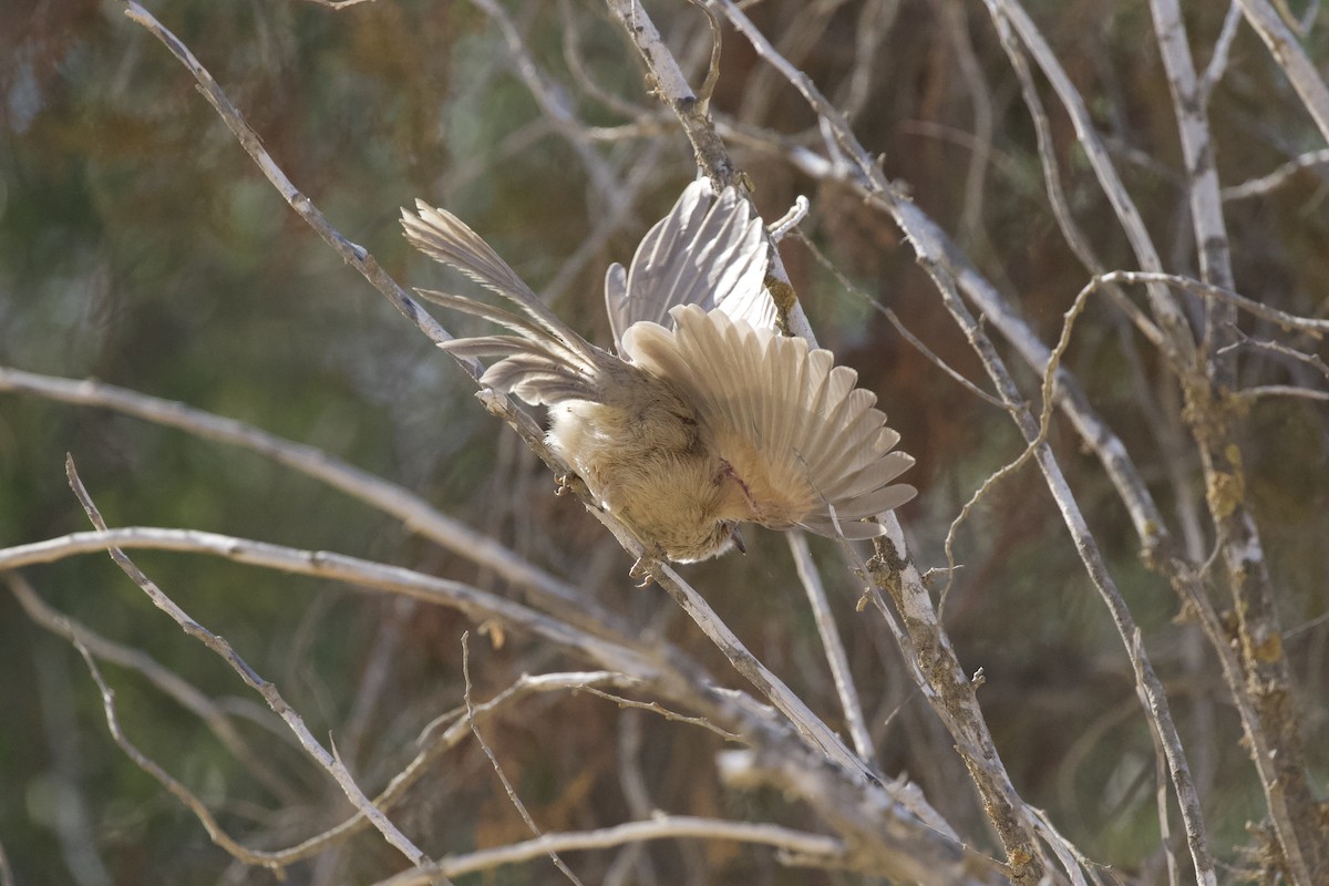 Arabian Babbler - ML615296482