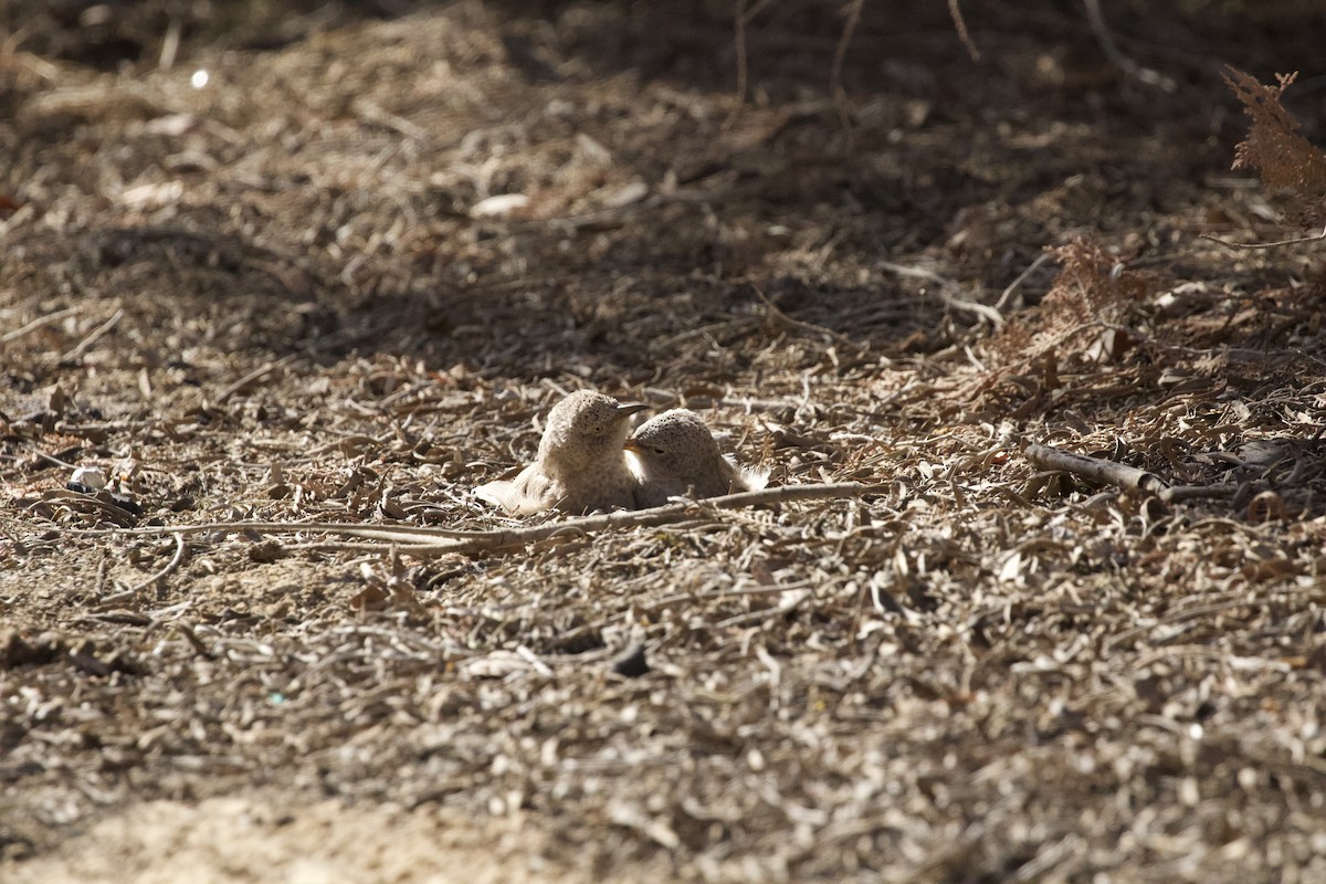 Arabian Babbler - ML615296483