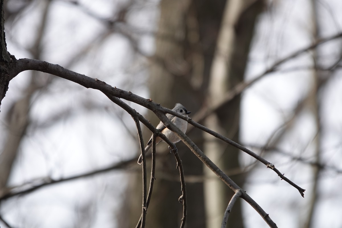 Tufted Titmouse - ML615296500